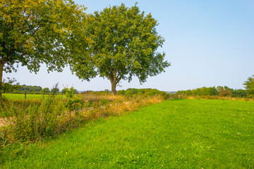 Fototapeta na wymiar Fields and trees in a green hilly grassy landscape under a blue sky in sunlight at fall, Voeren, Limburg, Belgium, September 11, 2020