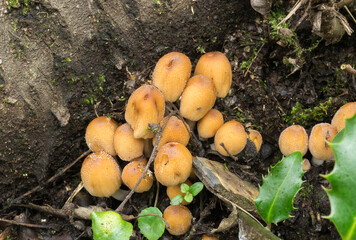 One of the varieties of Honey Fungus growing at the base of a tree.
