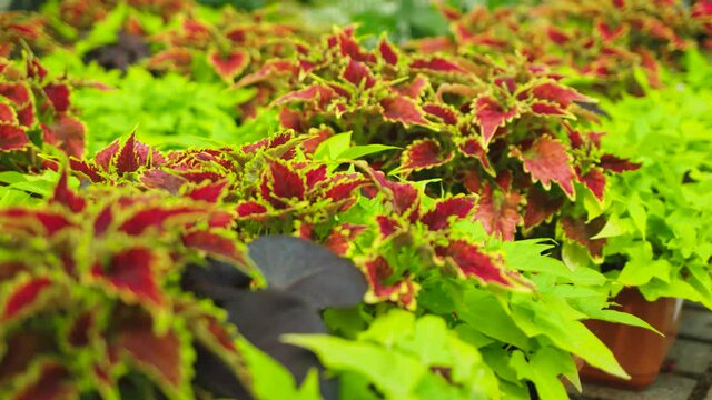 Close up camera shooting among red and green decorative greenhouse flowers. Multicolored flowers in large numbers. Slow motion.