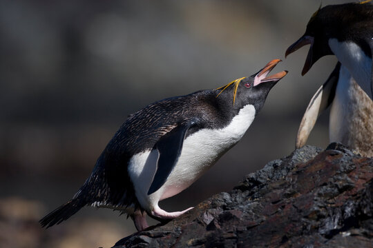 Fighting Macaroni Penguins, South Georgia Island, Antarctica