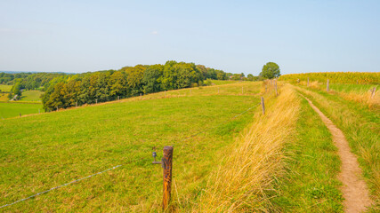 Fototapeta na wymiar Fields and trees in a green hilly grassy landscape under a blue sky in sunlight at fall, Voeren, Limburg, Belgium, September 11, 2020