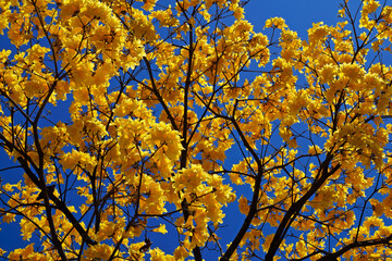 Golden trumpet tree or Yellow ipe tree (Handroanthus chrysotrichus), Rio de Janeiro, Brazil 