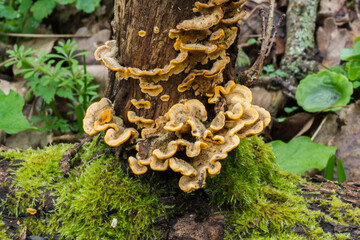 Chicken of the woods fungus growing around the base of a dead tree.