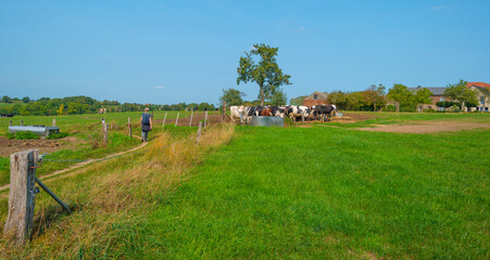 Fototapeta premium Herd of cows in a green hilly meadow under a blue sky in sunlight in autumn, Voeren, Limburg, Belgium, September 11, 2020
