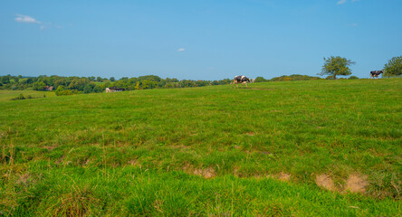 Fototapeta na wymiar Herd of cows in a green hilly meadow under a blue sky in sunlight in autumn, Voeren, Limburg, Belgium, September 11, 2020