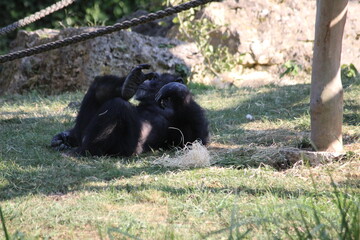 Singes posé au calme