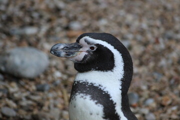 Fototapeta premium penguin on the beach