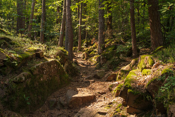 Beautiful green mountain forest on a sunny day in Eppan in the Italian South Tyrol