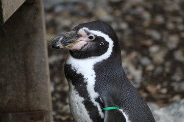penguin on the beach