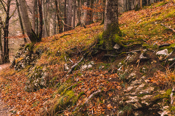 golden autumn forest landscape photography nature