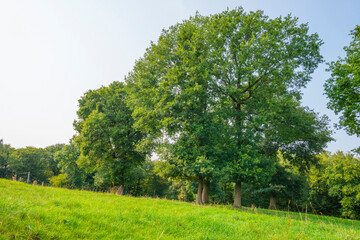 Fields and trees in a green hilly grassy landscape under a blue sky in sunlight at fall, Voeren, Limburg, Belgium, September 11, 2020