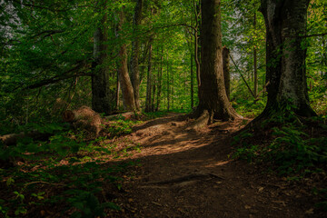 forest soft focus nature scenic view bright green foliage and dirt trail between trees in summer day