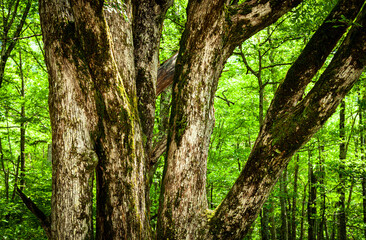上高地　森林の中の大木