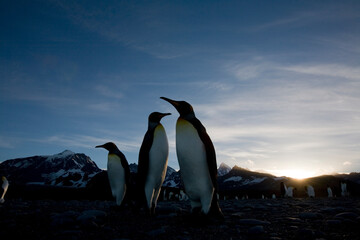 Obraz premium King Penguins at Sunset, South Georgia Island, Antarctica
