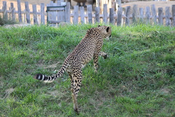 Gu&eacute;pard aux aguets