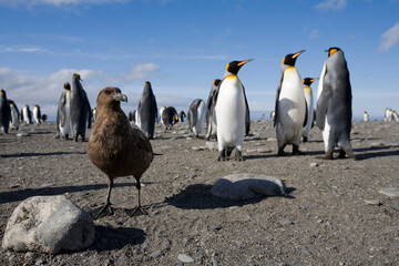 Brown Skua and King Penguins, South Georgia Island, Antarctica