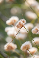 Tawny Cotton-Grass at Moose Bog