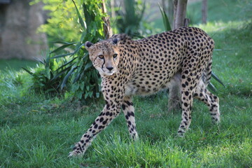 Guépard aux aguets