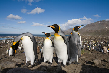 Obraz premium King Penguins, South Georgia Island, Antarctica