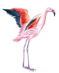 Flamingo spread its wings, watercolor illustration on a white background, animal print for poster, painting, postcard, book illustration, home furnishings decor.