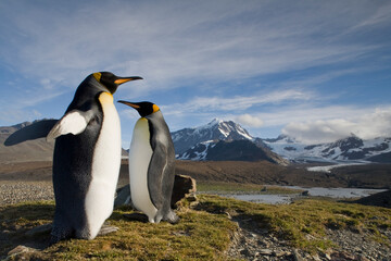 Fototapeta premium King Penguins, South Georgia Island, Antarctica
