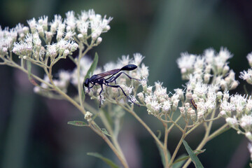 Slender black thread waisted wasp on white queen annes lace Sphecidae