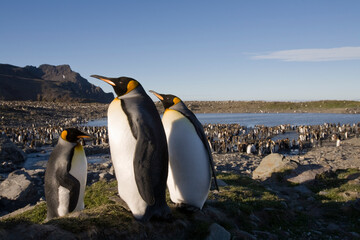 King Penguins, South Georgia Island, Antarctica © Paul