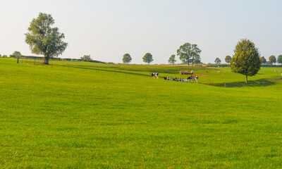 Herd of cows in a green hilly meadow under a blue sky in sunlight in autumn, Voeren, Limburg, Belgium, September 11, 2020