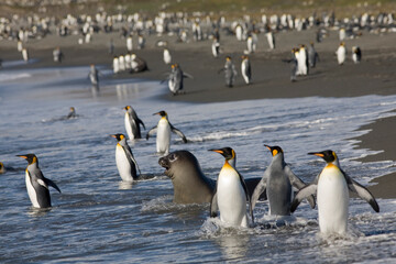 Obraz premium King Penguin and Elephant Seal, South Georgia Island, Antarctica