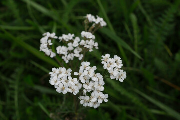 An early blooming Cow Parsley or Ravenswing. 