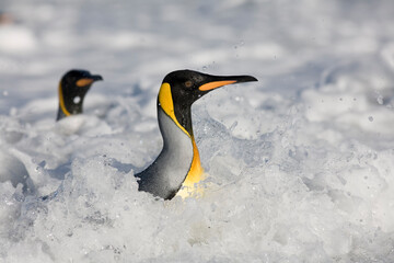 Fototapeta na wymiar King Penguins in Surf, South Georgia Island, Antarctica
