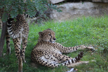 famille de guépards, mammifère terrestre l eplus rapide