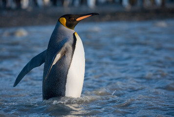 Fototapeta premium King Penguin, South Georgia Island, Antarctica