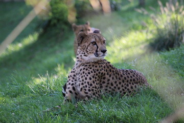 famille de guépards, mammifère terrestre l eplus rapide