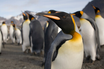 King Penguins, South Georgia Island, Antarctica