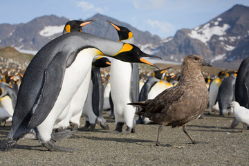 King Penguin and Brown Skua, South Georgia Island, Antarctica