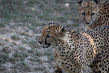 famille de guépards, mammifère terrestre l eplus rapide