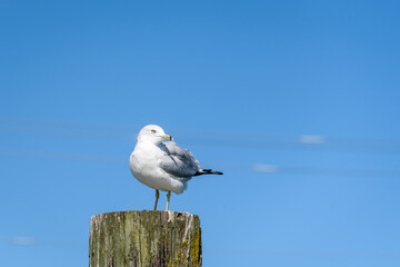 
Gull standing on a wood piling against a blue sky with light cloud streaks
