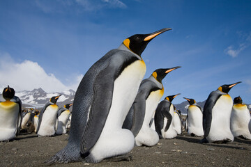 Fototapeta premium King Penguins, South Georgia Island, Antarctica