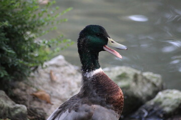 duck on the water