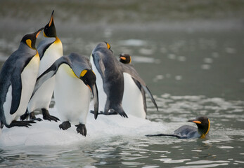 King Penguins, South Georgia Island, Antarctica