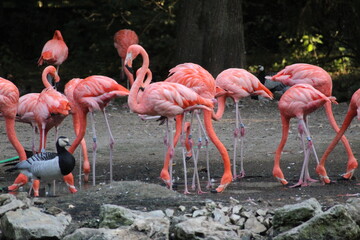 Flamands rose