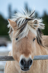 Head of a young tan colored pony with a black and blond mane. The animal has long eyelashes, dark...
