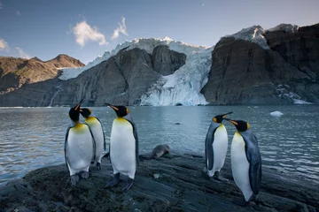 Stof per meter King Penguins, South Georgia Island, Antarctica © Paul