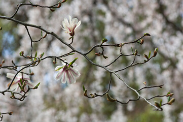 春に白い花を咲かせるコブシ