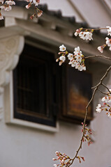 土蔵の白い壁と桜