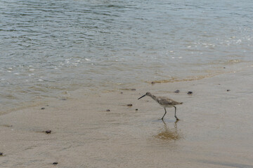 Pájaro willet a la orilla del mar.