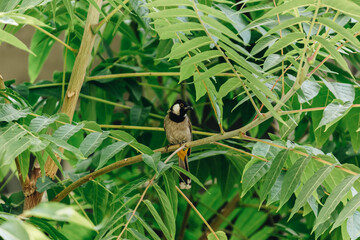 white-eared or white-cheeked bulbul on tree