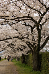 賀茂川の桜の見える風景