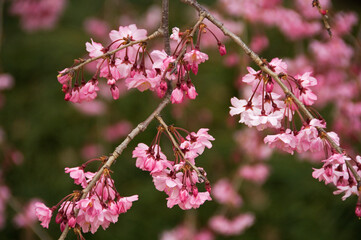 濃い紅色の紅枝垂